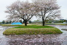 右郭の桜と花筏…