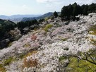 展望台から見た千本桜…