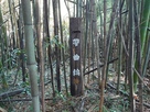 二の丸西側にある竹藪の帯曲輪