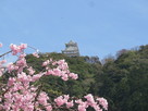 岐阜城天守閣と桜…