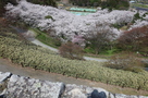 本丸跡から見下ろす桜…