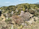 天守展望台から大矢倉と桜…