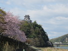 木曽川桜並木と犬山城…