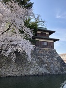 隅櫓と桜