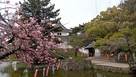 八重桜と鯉のぼりと東櫓…