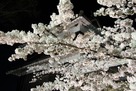 夜桜と南櫓