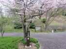 二之門跡に咲く桜…