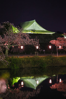 夜桜と大書院