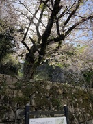 登り石垣と桜