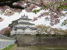 三階櫓＆彩り桜…