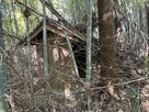 竹藪の中に埋もれてる神社