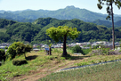 対岸の大山城址を見下ろす…