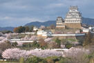 桜満開の姫路城…