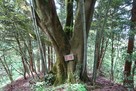 丹波岳城 登山道の大欅