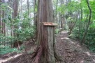 丹波岳城 登山道の大檜…