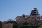桜に囲まれる大洲城天守…