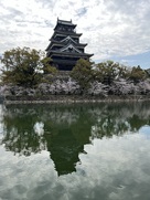 広島城と桜（西側）…