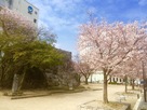 隅櫓跡の桜