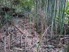 南側の竹薮に遺る土塁…