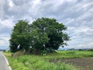 木造城遠景