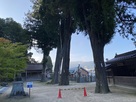 清神社の杉