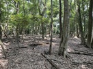 北野神社裏の主郭跡…