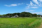 大草城 遠景（南より）…