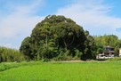 今徳城 遺構の残る木立…