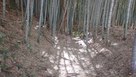 竹薮に遺る空堀