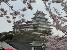 白鷺城と桜