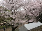 桜の中に白鷺城…
