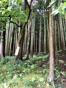 大手道（登城ルート→）の案内板…