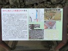 佐和山城からの移築石垣の発見…