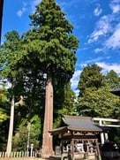 田村神社の大スギ…