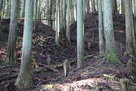 畝状竪堀群の上にある堀切