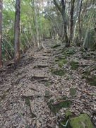 有子山登山道