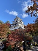 紅葉の時期の郡上八幡城…