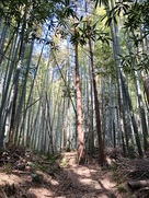 登城口近くの城道…