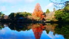 中の島の紅葉