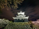 夜の浜松城と桜…