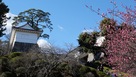 常盤木門と梅