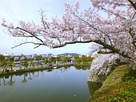 堀の上の桜花