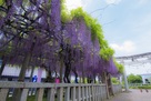 在士八幡神社 紫藤棚…