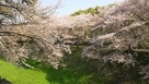 空堀に被さるように咲く桜…