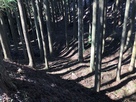 空堀　(帯曲輪西側から見下ろす)…