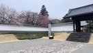 梅（水戸藩弘道館入口）…