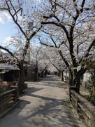 桜の名所　杉の馬場…