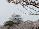 サクラと仮設の春の天守閣…
