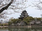 桜と天守