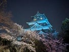 桜と天守
